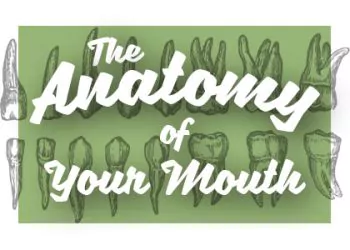 Oral-Anatomy-350x250